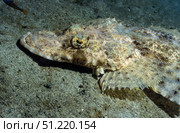 A Crocodilefish lies motionless on the sandy bottom, Papua New Guinea. Michael Wood/Stocktrek Images/TASS. Стоковое фото, агентство ТАСС / Фотобанк Лори