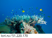 Golden Damselfish swim around a coral head topped with Elkhorn Coral, Fiji. Michael Wood/Stocktrek Images/TASS. Стоковое фото, агентство ТАСС / Фотобанк Лори
