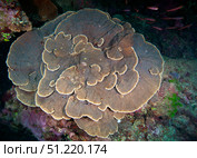 Cabbage Coral amongst other corals in the South Pacific Ocean, Fiji. Michael Wood/Stocktrek Images/TASS. Стоковое фото, агентство ТАСС / Фотобанк Лори