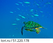 A Black Sea Turtle with remora swim through a school of fish, Fiji. Michael Wood/Stocktrek Images/TASS. Стоковое фото, агентство ТАСС / Фотобанк Лори