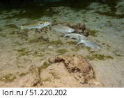 A small school of Grey Mullet swim in formation. Michael Wood/Stocktrek Images/TASS. Стоковое фото, агентство ТАСС / Фотобанк Лори