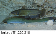 A large Brown Bullhead catfish  boldly swims over the top of an American Eel. Michael Wood/Stocktrek Images/TASS. Стоковое фото, агентство ТАСС / Фотобанк Лори