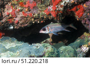 Blackfin squirrelfish swimming out from under a reef ledge, Papua New Guinea. Michael Wood/Stocktrek Images/TASS. Стоковое фото, агентство ТАСС / Фотобанк Лори