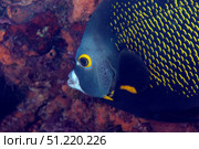 Close-up view of a French Angelfish, Key Largo, Florida. Michael Wood/Stocktrek Images/TASS. Стоковое фото, агентство ТАСС / Фотобанк Лори