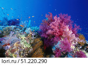 Colorful soft coral reefscape in the Red Sea. VW Pics/Stocktrek Images/TASS. Стоковое фото, агентство ТАСС / Фотобанк Лори