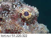 Eye of a flathead scorpionfish (Scorpaenopsis oxycephala), Indonesia. VW Pics/Stocktrek Images/TASS. Стоковое фото, агентство ТАСС / Фотобанк Лори
