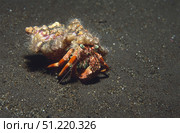 Anemone hermit crab (Dardanus tinctor), Bali, Indonesia. VW Pics/Stocktrek Images/TASS. Стоковое фото, агентство ТАСС / Фотобанк Лори