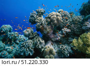 Anthias fish swimming around a reefscape in the Red Sea. VW Pics/Stocktrek Images/TASS. Стоковое фото, агентство ТАСС / Фотобанк Лори