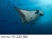 Manta ray and clarion angelfish, Socorro Island, Mexico. VW Pics/Stocktrek Images/TASS. Стоковое фото, агентство ТАСС / Фотобанк Лори