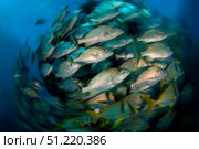 Schooling porkfish, white margate and blue striped grunts in Caribbean Sea. VW Pics/Stocktrek Images/TASS. Стоковое фото, агентство ТАСС / Фотобанк Лори