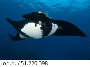 Giant manta ray (Mobula birostris), San Benedicto Island, Mexico. VW Pics/Stocktrek Images/TASS. Стоковое фото, агентство ТАСС / Фотобанк Лори