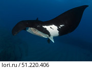 Giant manta ray (Mobula birostris), San Benedicto Island, Mexico. VW Pics/Stocktrek Images/TASS. Стоковое фото, агентство ТАСС / Фотобанк Лори