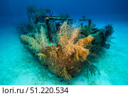 A view of the Doc Polson shipwreck in Grand Cayman, Cayman Islands. Jennifer Idol/Stocktrek Images/TASS. Стоковое фото, агентство ТАСС / Фотобанк Лори