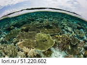 A shallow coral reef thrives in Wakatobi National Park, Indonesia. Ethan Daniels/Stocktrek Images/TASS. Стоковое фото, агентство ТАСС / Фотобанк Лори