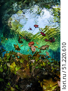 Lilies grow in the mouth of a cenote in Mexico known as Nicte Ha. Brook Peterson/Stocktrek Images/TASS. Стоковое фото, агентство ТАСС / Фотобанк Лори
