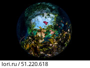 A lily pond stands at the opening of the cenote known as Nicte Ha in Mexico. Brook Peterson/Stocktrek Images/TASS. Стоковое фото, агентство ТАСС / Фотобанк Лори