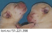 Newborn labrador puppies sleeping. Стоковое видео, видеограф Михаил Коханчиков / Фотобанк Лори