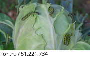 Lot of caterpillars on cabbage. Стоковое видео, видеограф Михаил Коханчиков / Фотобанк Лори