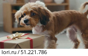 Playful puppy unwrapping festive gift box, red ribbon gleaming, showcasing canine wonder during holiday surprise moment. Стоковое AI-видео, аниматор Юрий Поздников / Фотобанк Лори