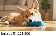 Pembroke welsh corgi puppy playing on wooden floor, bathed in soft light, interacting with bright blue chew toy. Стоковое AI-видео, аниматор Юрий Поздников / Фотобанк Лори