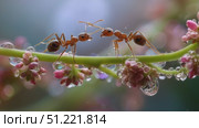 Weaver ants communicating closely, touching antennae while perched on thin branch near pink blossoms, surrounded by glistening morning dew. Стоковое AI-видео, аниматор Юрий Поздников / Фотобанк Лори