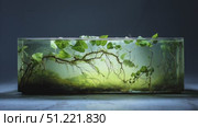 Water tank with transparent glass revealing intricate root system and emerging leaves, depicting plant growth stages against dark background, highlighting botanical development process. Стоковое AI-видео, аниматор Юрий Поздников / Фотобанк Лори