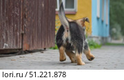 German shepherd puppy walking energetically on paved street, tail wagging, playful demeanor radiating youthful enthusiasm near urban building. Стоковое AI-видео, аниматор Юрий Поздников / Фотобанк Лори