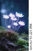 Glowing bioluminescent wildflowers illuminating shadowy forest floor, revealing nocturnal woodland's enchanting ecosystem with ethereal luminescent radiance. Стоковое AI-видео, аниматор Юрий Поздников / Фотобанк Лори