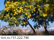 Цветы Мимозы, дерево Мимозы в цвету. Acacia dealbata tree in blossom in Sochi. This plant with yellow flowers is also known as mimosa. Стоковое фото, фотограф Сергей Пристяжнюк (Serg Zastavkin) / Фотобанк Лори