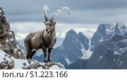 Majestic alpine ibex on rocky cliff with snowfall against mountain backdrop. Snow covered alpine ibex poses dramatically against majestic snow falling mountain backdrop. Стоковое AI-изображение, AI-художник Ольга Березина / Фотобанк Лори