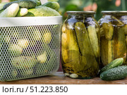 Fresh cucumbers in a basket and crispy pickled cucumbers in a transparent glass jar. Pickled cucumbers with dill and garlic. Delicious canned vegetables. Cucumbers for the winter. Стоковое фото, фотограф Photojuli / Фотобанк Лори