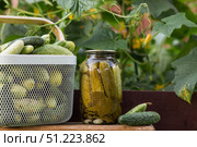 Fresh cucumbers in a basket and crispy pickled cucumbers in a transparent glass jar. Pickled cucumbers with dill and garlic. Delicious canned vegetables. Cucumbers for the winter. Стоковое фото, фотограф Photojuli / Фотобанк Лори