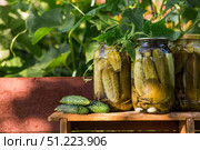 Fresh cucumbers in a basket and crispy pickled cucumbers in a transparent glass jar. Pickled cucumbers with dill and garlic. Delicious canned vegetables. Cucumbers for the winter. Стоковое фото, фотограф Photojuli / Фотобанк Лори