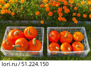 Freshly harvested organic orange pumpkins are collected in plastic containers on green lawn next to bed of marigolds in vegetable garden on sunny autumn day. Seasonal gardening.Happy Thanksgiving holiday. Стоковое фото, фотограф Виктория Катьянова / Фотобанк Лори