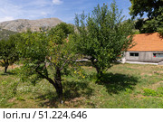 A serene view of a rural orchard featuring lush fruit trees, Montenegro. Стоковое фото, фотограф EugeneSergeev / Фотобанк Лори