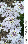 A plant from the cruciferous family — Iberis sempervirens or a closely related species of Iberis. It has a characteristic umbel-shaped inflorescence consisting of many small white-lilac flowers. Externally, the flower is recognizable by its unusual asymmetry: the outer petals are larger than the inner ones, making the inflorescence look like a miniature umbrella.A close-up of a blooming Iberis with delicate white-lilac inflorescences. The flowers are collected in dense corymbose brushes, where the outer petals are noticeably longer than the inner ones, creating a decorative and unusual pattern. In the foreground, open flowers with yellow anthers are visible, and in the center are still unblown buds of a lilac hue. The background is blurred, with green foliage, which emphasizes the brightness of the flowers. The photo conveys the natural beauty of a wild plant, suitable for illustrations about flora, botany and nature. Стоковое фото, фотограф Анна Кривицкая / Фотобанк Лори