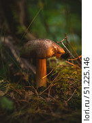Sunlight streaming through the trees, highlighting a mushroom nestled in the forest undergrowth, surrounded by lush moss, delicate grass, and scattered twigs, creates a serene woodland scene. Стоковое фото, фотограф Ольга Ильина / Фотобанк Лори