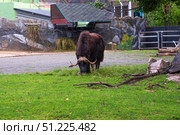 Muskox (Ovibos moschatus) grazing in a wide zoo enclosure. Редакционное фото, фотограф Евгений Харитонов / Фотобанк Лори