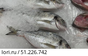Raw chilled dorado fish is on shallow ice in the fish shop. Close-up. Стоковое видео, видеограф worker / Фотобанк Лори