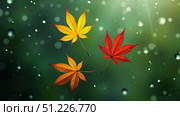 Autumn pattern. Three maple leaves are swirling in the air on a green blurred background with raindrops. AI generative. Стоковое AI-изображение, AI-художник Роман Дзюбало / Фотобанк Лори