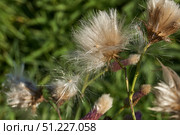 Macrophotography of fluffy creeping thistle seeds on a green background. Creeping thistle (lat. Cirsium arvense) is a species of perennial herbaceous plants of the Asteraceae family. Стоковое фото, фотограф Андрей Жигальцов / Фотобанк Лори