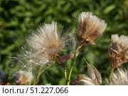 Macrophotography of fluffy creeping thistle seeds on a green background. Creeping thistle (lat. Cirsium arvense) is a species of perennial herbaceous plants of the Asteraceae family. Стоковое фото, фотограф Андрей Жигальцов / Фотобанк Лори