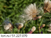 Macrophotography of fluffy creeping thistle seeds on a green background. Creeping thistle (lat. Cirsium arvense) is a species of perennial herbaceous plants of the Asteraceae family. Стоковое фото, фотограф Андрей Жигальцов / Фотобанк Лори