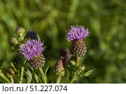 Macrophotography of fluffy creeping thistle seeds on a green background. Creeping thistle (lat. Cirsium arvense) is a species of perennial herbaceous plants of the Asteraceae family. Стоковое фото, фотограф Андрей Жигальцов / Фотобанк Лори