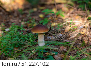 Белый гриб или боровик (лат. Boletus edulis) в лесу. Стоковое фото, фотограф Олег Пученков / Фотобанк Лори
