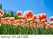 Close-up horizontal shot of blooming Happy Generation Triumph tulips. Bold red patterns on creamy white petals under clear blue sky in spring. Стоковое фото, фотограф Татьяна Терехина / Фотобанк Лори
