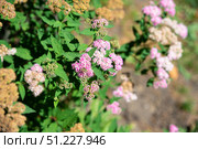 A spirea branch with pink blossoms and brown dried flowers, captured from a slightly distant angle, showing natural beauty and delicate foliage. Стоковое фото, фотограф Татьяна Терехина / Фотобанк Лори
