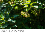 Branch of viburnum burejaeticum with clusters of immature green berries, lush foliage hinting at ripeness, displaying wild elegance and seasonal transition. Стоковое фото, фотограф Татьяна Терехина / Фотобанк Лори