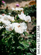 Vertical shot of Iceberg roses blooming in bright sunlight, highlighting their soft white petals, elegance, and romantic floral essence. Стоковое фото, фотограф Татьяна Терехина / Фотобанк Лори