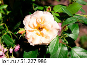 Top view of blooming orange peach Chagall Monica Yellow rose in a summer garden, showing delicate petals and natural floral beauty. Стоковое фото, фотограф Татьяна Терехина / Фотобанк Лори
